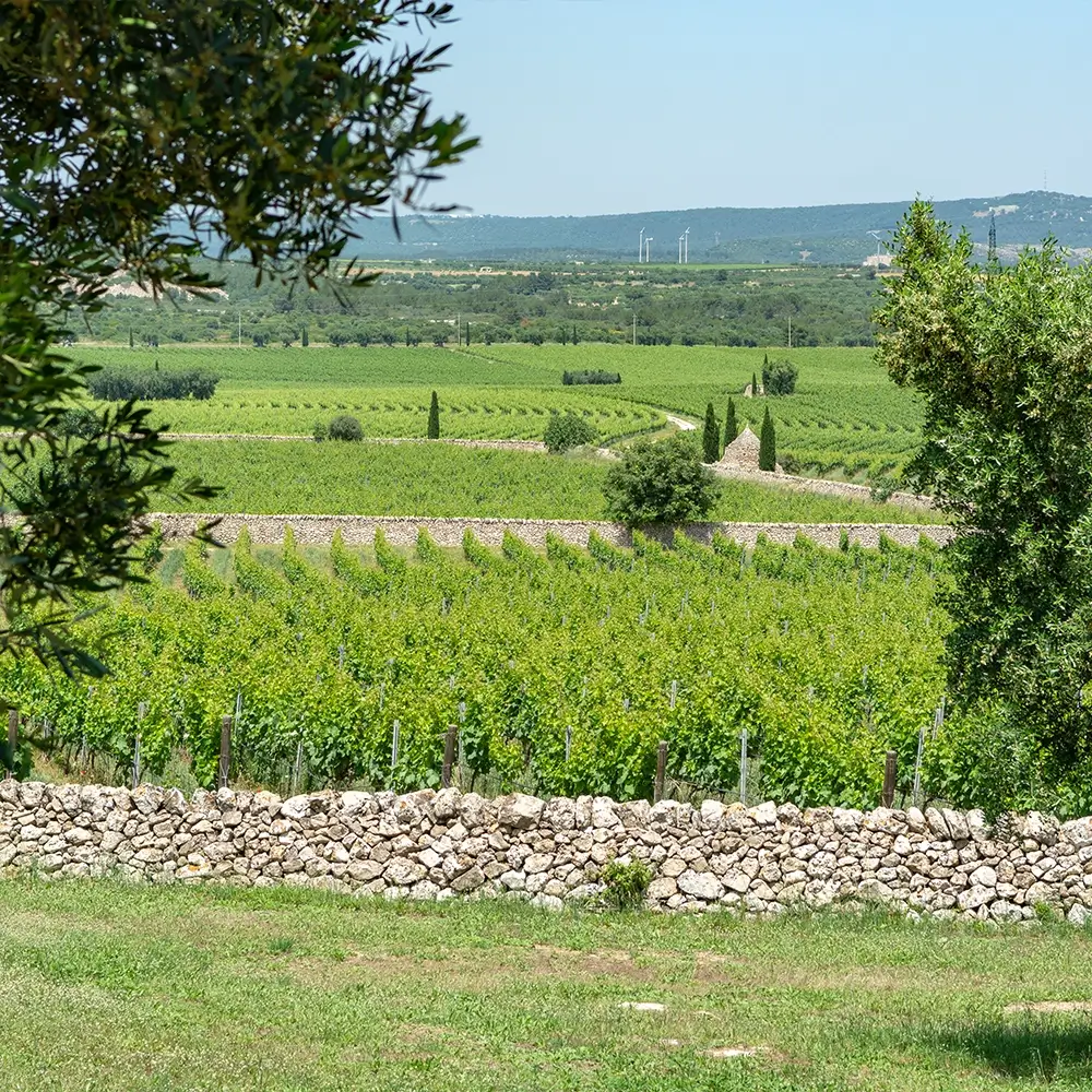 vista di una vigna con molto verde